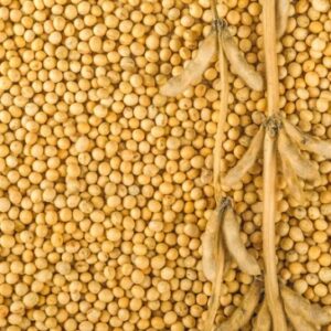 LE SOJA – SOYBEANS